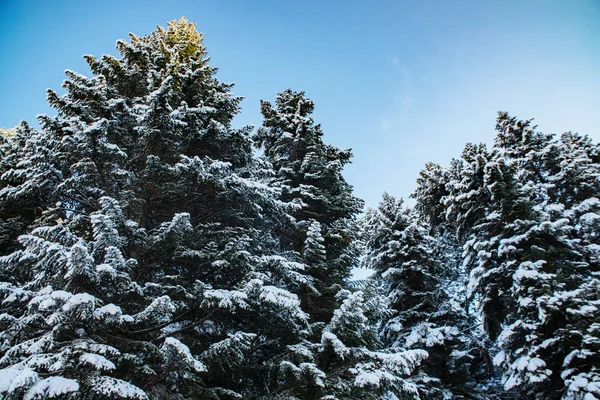 Paisagem Inverno Árvores Coníferas Neve — Fotografia de Stock
