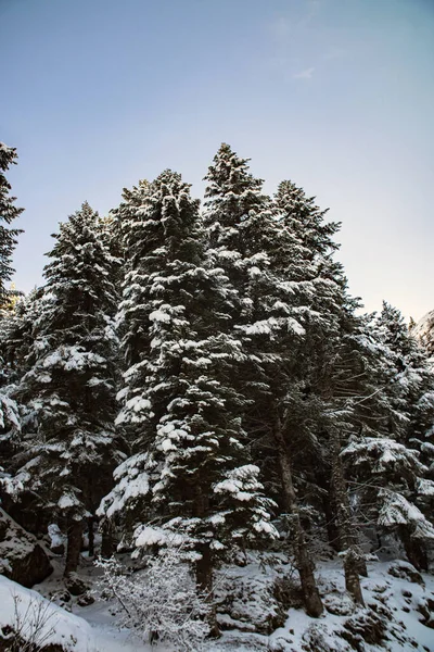 Paesaggio Invernale Conifere Nella Neve — Foto Stock