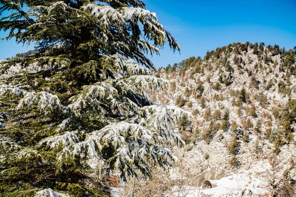 Paesaggio Invernale Conifere Nella Neve — Foto Stock