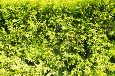 Beyaz arkaplanı olan bir çalılığın yeşil yaprakları