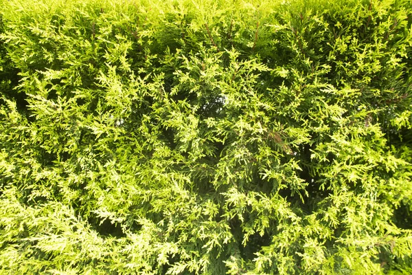 Green Leaves Bush White Background — Stock Photo, Image