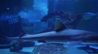 Denizin dibindeki eski bir geminin kalıntıları.