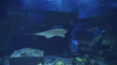 Bir vatoz denizin altında yüzer.