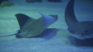 Bir vatoz denizin altında yüzer.