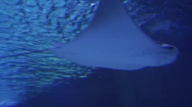 Bir vatoz denizin altında yüzer.