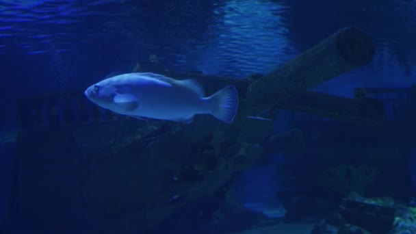 Underwater Sea Background Ruins Old Ship — Stok video