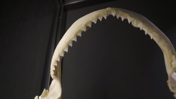 Ostré Zuby Čelisti Kostního Žraloka Zblízka — Stock video