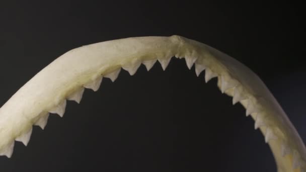 Dentes Afiados Mandíbula Tubarão Ósseo Fechar — Vídeo de Stock