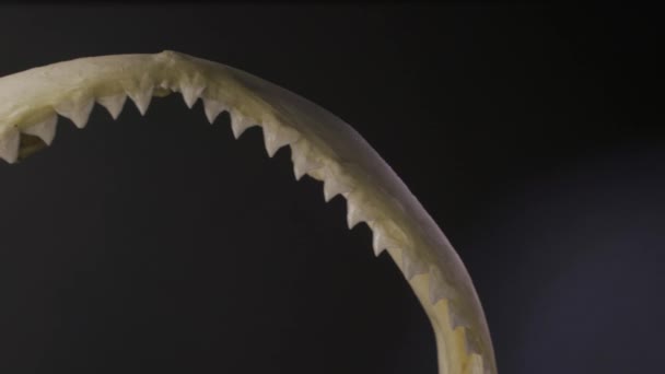 Ostré Zuby Čelisti Kostního Žraloka Zblízka — Stock video