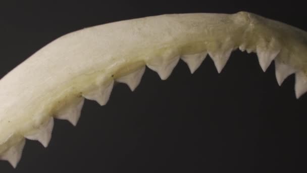 鲨鱼嘴上锋利的牙齿紧闭 — 图库视频影像