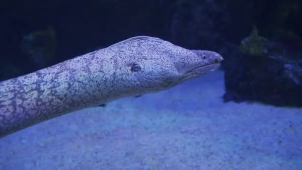 Grande Murène Dans Mer Gros Plan — Video