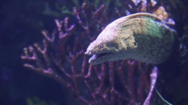 Denizde büyük bir moray. Yaklaş.