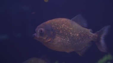 Denizde büyük piranha balığı. Yaklaş.