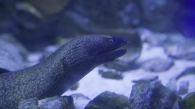 Denizde büyük bir moray. Yaklaş.