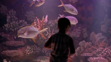 boy child in the aquarium