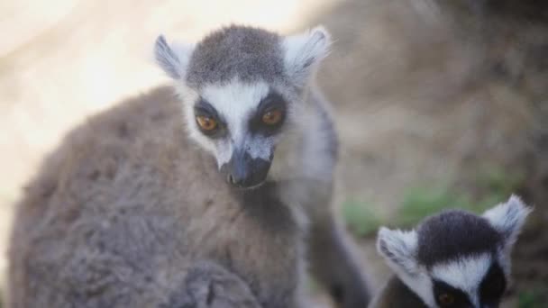 Animal Lemur Close Nature — Stock Video