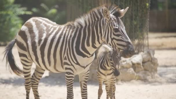 3,485 Zebra animal Videos, Royalty-free Stock Zebra animal Footage | Depositphotos 3,485 Zebra animal Videos, Royalty-free Stock Zebra animal Footage | Depositphotos