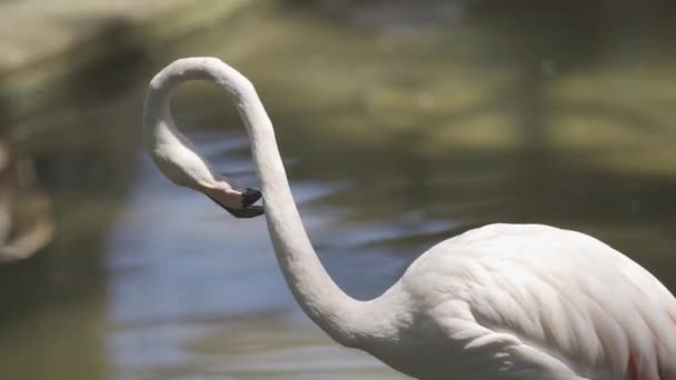 Roze Flamingo Vogel Close Natuur — Stockvideo