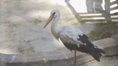 Beyaz leylek doğaya yakın çekim