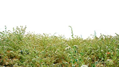 alan çimeni beyaz arkaplanda