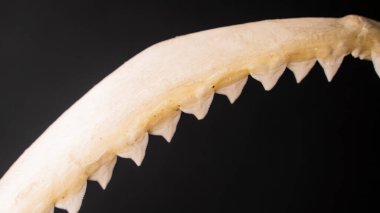 Kemik köpekbalığı çenesinde keskin dişler. Yaklaş.