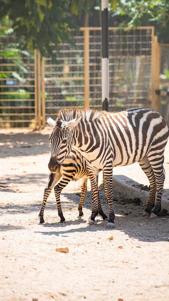 Zebra Mamma Bambino Zebra Vicino Natura — Foto Stock