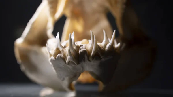 Острые Зубы Челюсти Костной Акулы — стоковое фото