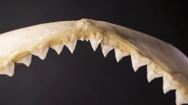 Sharp Teeth Bone Shark Jaw Close — Stock Photo, Image