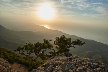 Odakta çam