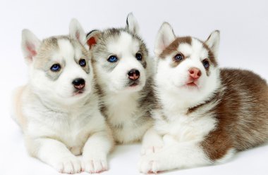 Husky Yavruları