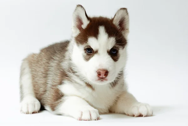 Husky yavrusu — Stok fotoğraf