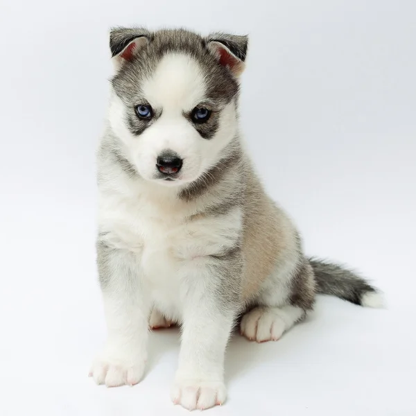 Filhote de cachorro Husky — Fotografia de Stock