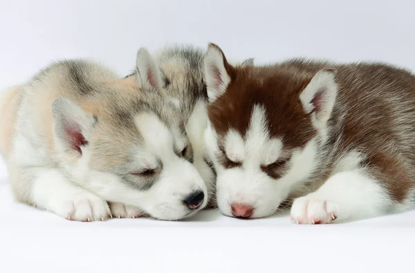 Filhotes de cachorro Husky — Fotografia de Stock