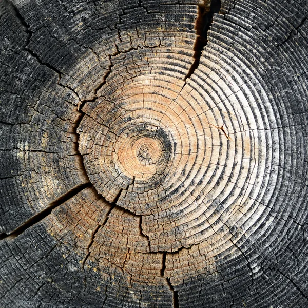 Corté un árbol —  Fotos de Stock