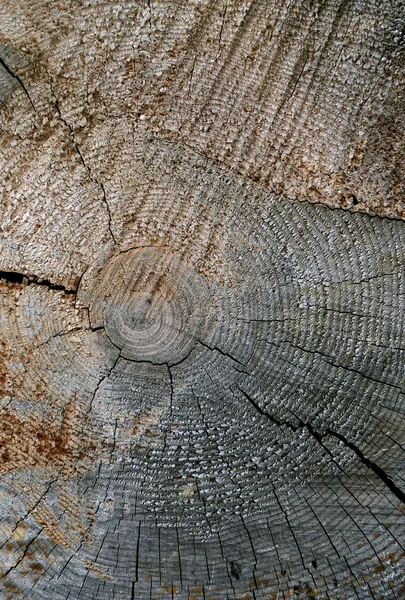 Ich fälle einen Baum — Stockfoto