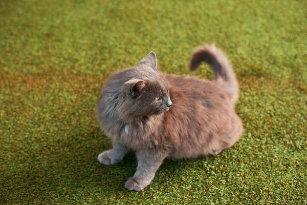 Foto von einem niedlichen kleinen Kätzchen auf Gras schaut zurück — Stockfoto