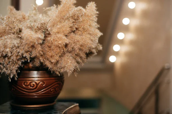 Una foto de una planta esponjosa en un jarrón sobre una mesa para la decoración —  Fotos de Stock