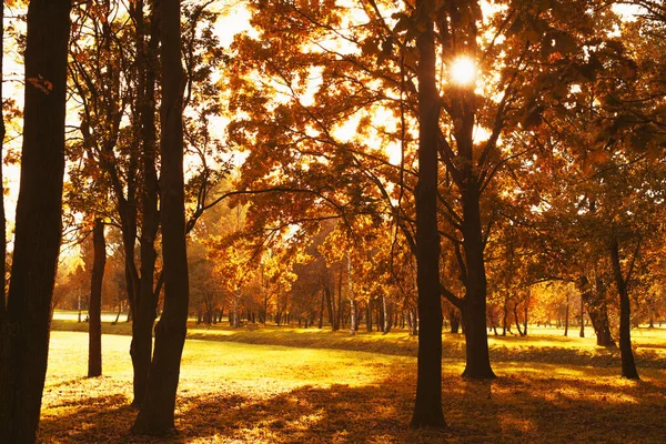 Красива фотографія сонячної блискавки крізь осіннє золоте листя — стокове фото