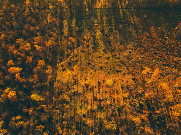 Εναέρια κορυφή προς τα κάτω τοπίο με όμορφο δάσος φθινόπωρο από ψηλά. Τοπίο ματιών πουλιών — Φωτογραφία Αρχείου