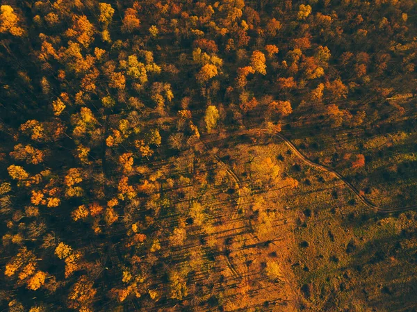 Φθινόπωρο δάσος top view τοπίο. Φθινοπωρινή σκηνή πουλιών του φθινοπώρου δάσους — Φωτογραφία Αρχείου