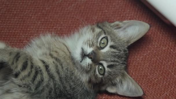 Primer plano de las imágenes de un pequeño gato acostado en el sofá y bromeando con otro gran gato — Vídeos de Stock