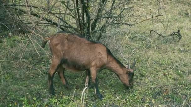 Bilder på getter i naturen som äter gräs under hösten — Stockvideo