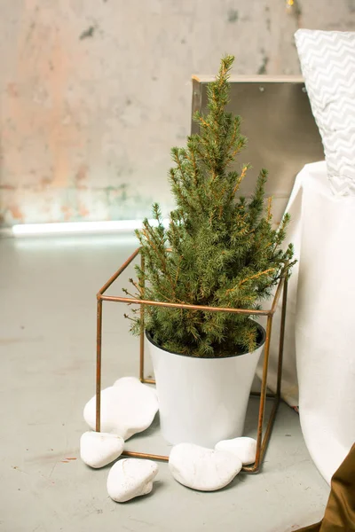 Malá dekorativní borovice zasazená v květináči, umístěná uvnitř domu. — Stock fotografie