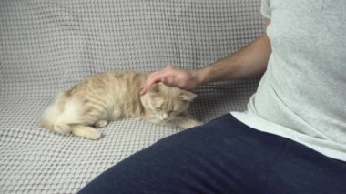 Büyük sarı kedisini okşayan ve gri koltukta oturan bir adamın görüntüsü.