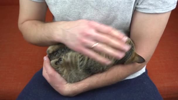 Close-up beelden van de man zitten op de bank en aaien zijn kleine kat — Stockvideo