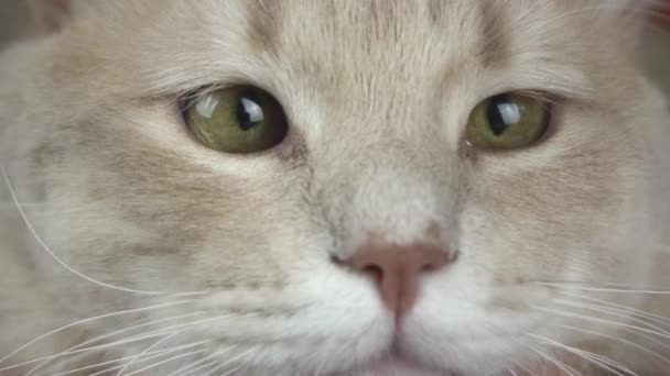 Egy közeli felvétel macskaszemekről, ahogy a kamerába néznek. — Stock videók
