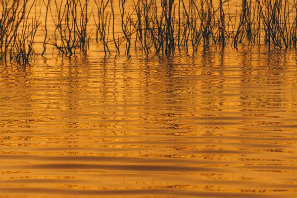 Close up foto de árvores minúsculas em reflexões de água durante o pôr do sol — Fotografia de Stock