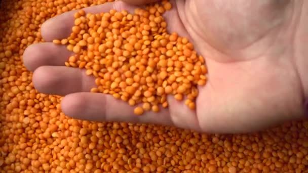Filmagem do agricultor olhando para as sementes de lentilhas frescas e segurando nas mãos — Vídeo de Stock