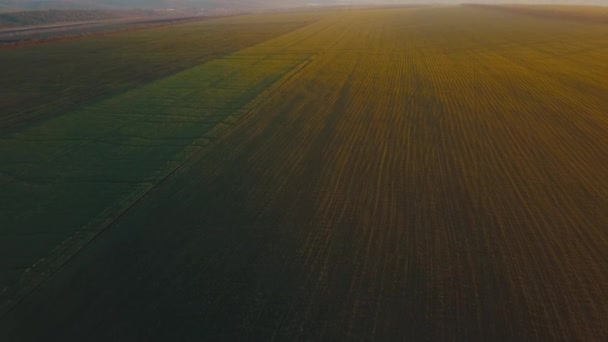 Aerial drone video of beautiful land of cereals during spring at sunset — Stock Video