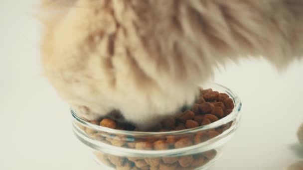 하얀 배경 위에 놓인 대접에서 큰 고양이가 식사를 하는 모습 — 비디오